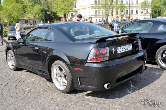 Stang0021.jpg