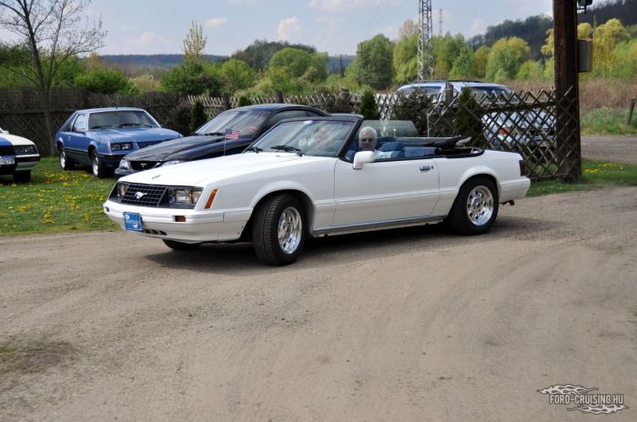 Stang0077.jpg
