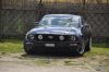 Stang0135.jpg
