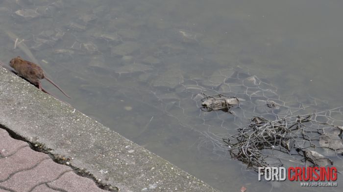 Fotó: pechancili
